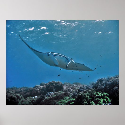Manta am Riff Poster (Vorne)