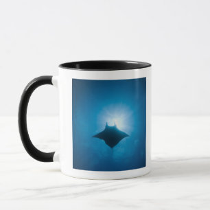 Manta, der underwater schwimmt tasse