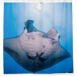 Manta Mania : Manta Ray in der Sonne Duschvorhang
