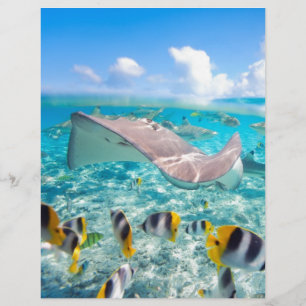Manta Ray