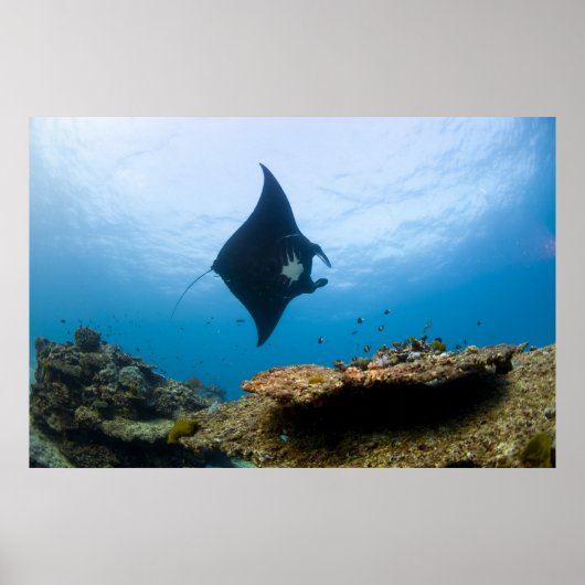 Manta Ray am Great Barrier Reef Poster (Vorne)
