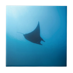 Manta ray Blue Ocean Reinigungsstation Fliese