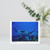 Manta Ray Postcard 01 Postkarte (Stehend Vorderseite)