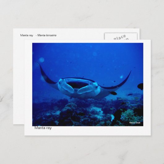 Manta Ray Postcard 01 Postkarte (Vorne/Hinten)