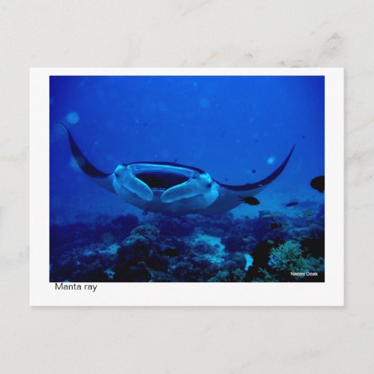 Manta Ray Postcard 01 Postkarte (Vorderseite)
