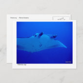 Manta Ray Postcard 03 Postkarte (Vorne/Hinten)