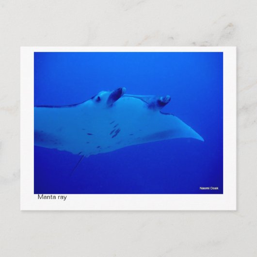 Manta Ray Postcard 03 Postkarte (Vorderseite)