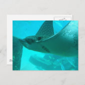 Manta Ray Postcard Postkarte (Vorne/Hinten)