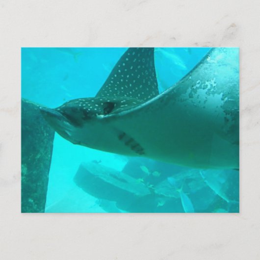 Manta Ray Postcard Postkarte (Vorderseite)