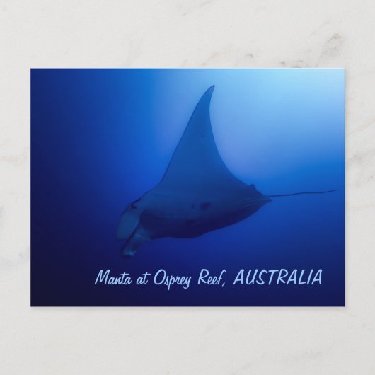 Manta Ray Postcard Postkarte (Vorderseite)