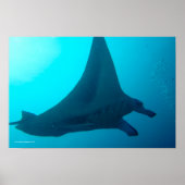 Manta Ray Poster (Vorne)