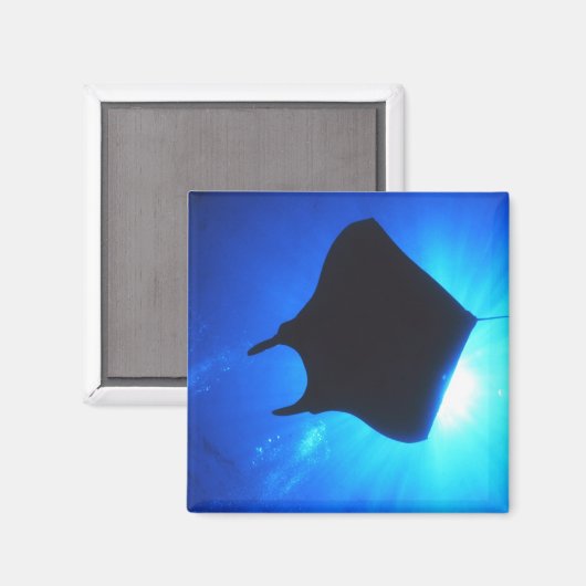 Manta Ray Silhouette Magnet (Vorderseite/Rückseite)