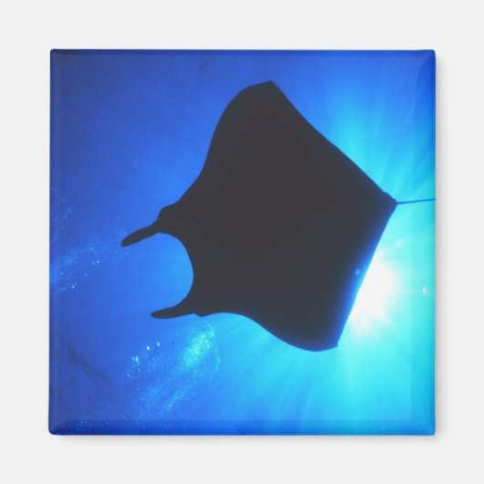 Manta Ray Silhouette Magnet (Vorne)