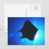 Manta Ray Silhouette Postkarte (Vorne/Hinten)