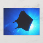 Manta Ray Silhouette Postkarte (Vorderseite)