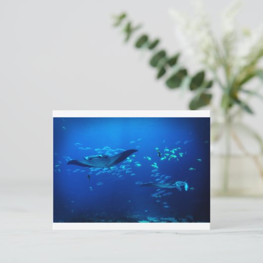 Manta Rays Postkarte (Stehend Vorderseite)
