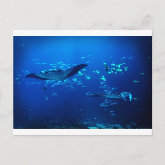 Manta Rays Postkarte (Vorderseite)