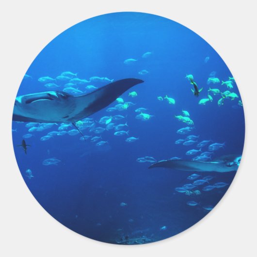 Manta Rays Runder Aufkleber (Vorderseite)