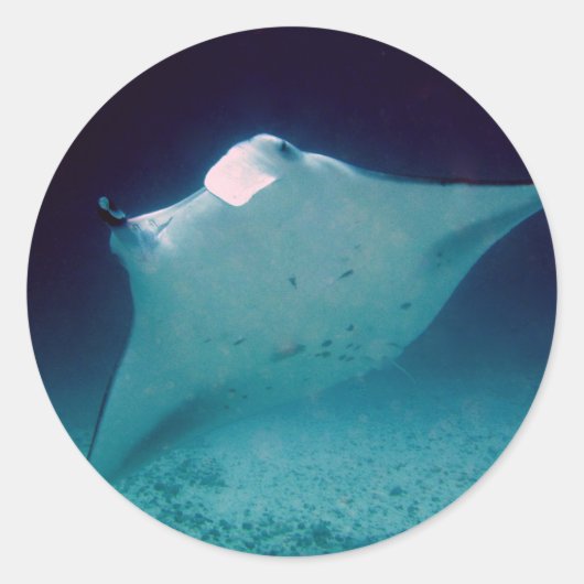Manta Runder Aufkleber (Vorderseite)