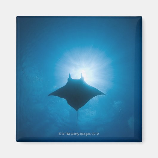 Manta schwimmen unter Wasser Magnet (Vorne)