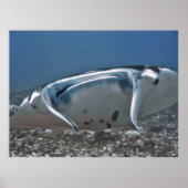 Manta Up Nah Poster (Vorne)