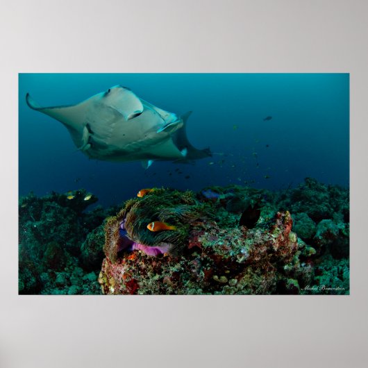 Mantarays over anemone - Poster (Vorne)