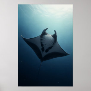 Mantarochen gleitet durch tiefblaue Ozean-Wildnis Poster