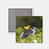 Mantella, Mantella expectata, 2 Magnet (Vorderseite/Rückseite)