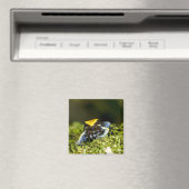Mantella, Mantella expectata, 2 Magnet (In Situ (Geschirrspüler))