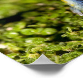 Mantella, Mantella expectata, 2 Poster (Ecke)