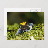 Mantella, Mantella expectata, 2 Postkarte (Vorne/Hinten)