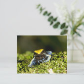 Mantella, Mantella expectata, 2 Postkarte (Stehend Vorderseite)