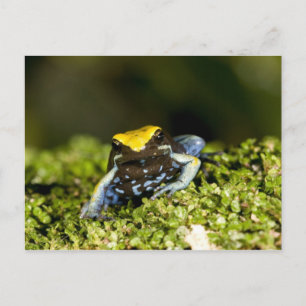 Mantella, Mantella expectata, 2 Postkarte