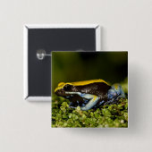 Mantella, Mantella expectata, Button (Vorne & Hinten)