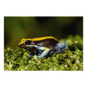 Mantella, Mantella expectata, Fotodruck (Vorne)