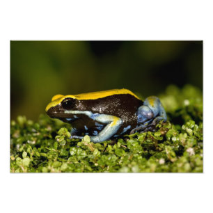 Mantella, Mantella expectata, Fotodruck