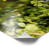 Mantella, Mantella expectata, Fotodruck (Ecke)