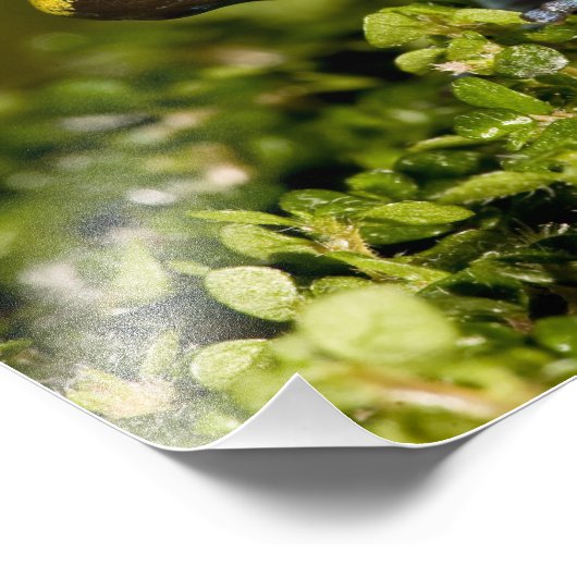 Mantella, Mantella expectata, Fotodruck (Ecke)