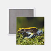 Mantella, Mantella expectata, Magnet (Vorderseite/Rückseite)