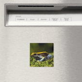 Mantella, Mantella expectata, Magnet (In Situ (Geschirrspüler))