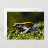 Mantella, Mantella expectata, Postkarte (Vorne/Hinten)