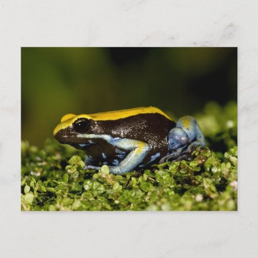 Mantella, Mantella expectata, Postkarte (Vorderseite)