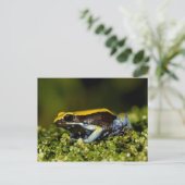 Mantella, Mantella expectata, Postkarte (Stehend Vorderseite)