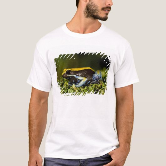 Mantella, Mantella expectata, T-Shirt (Vorderseite)