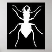 Manticora tuberculata poster (Vorne)