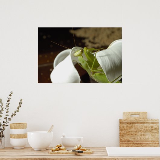 Mantid Poster (Küche)