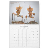 Mantidforum-Mauer-Kalender 2016 Kalender (Jan 2027)