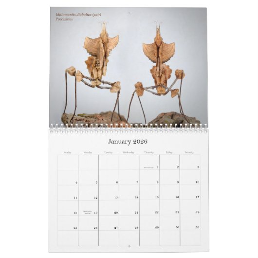 Mantidforum-Mauer-Kalender 2016 Kalender (Jan 2026)