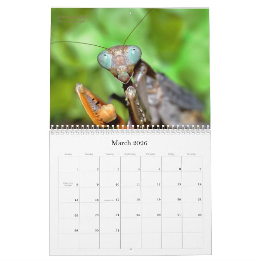 Mantidforum-Mauer-Kalender 2016 Kalender (Mär 2026)