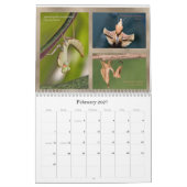 Mantidforum.net 2016 betender Mantis-Wandkalender Kalender (Feb 2027)